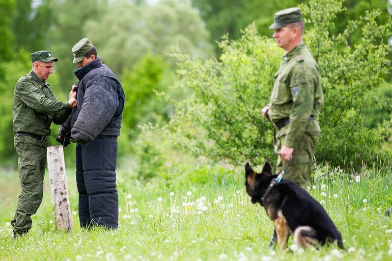 В Калининградской области прошли соревнования по многоборью кинологов (фоторепортаж)  - Новости Калининграда | Фото: Александр Подгорчук / «Клопс»