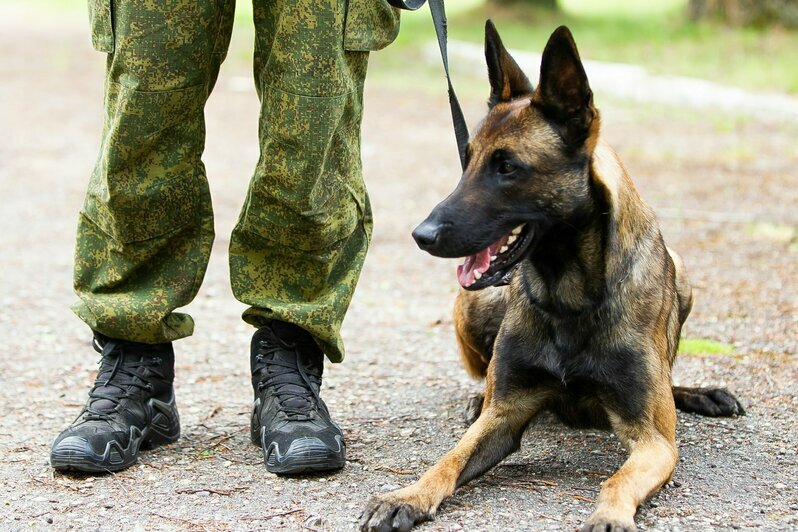 В Калининградской области прошли соревнования по многоборью кинологов (фоторепортаж)  - Новости Калининграда | Фото: Александр Подгорчук / «Клопс»