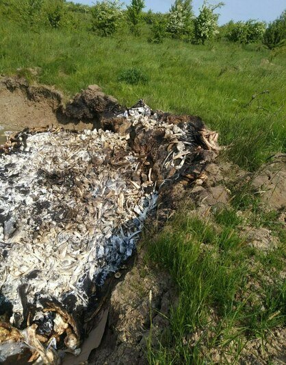 «Гниют на солнце, источая смрад»: в поле под Калининградом обнаружили свалку костей животных (фото)  - Новости Калининграда | Фото очевидца