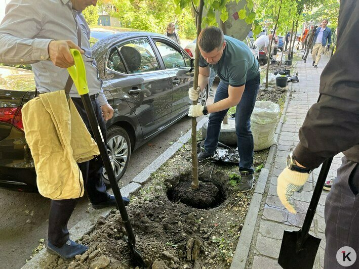 В Калининграде посадили три десятка 12-летних деревьев из польского питомника (фоторепортаж) - Новости Калининграда | Фото: «Клопс»