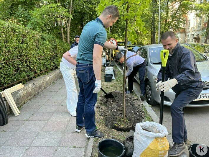 В Калининграде посадили три десятка 12-летних деревьев из польского питомника (фоторепортаж) - Новости Калининграда | Фото: «Клопс»