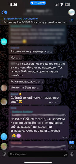 «Мы уверены, что их выбросили»: из калининградской квартиры на 15-м этаже с разницей в полчаса выпали два кота (фото) - Новости Калининграда | Скриншоты из общедомового чата