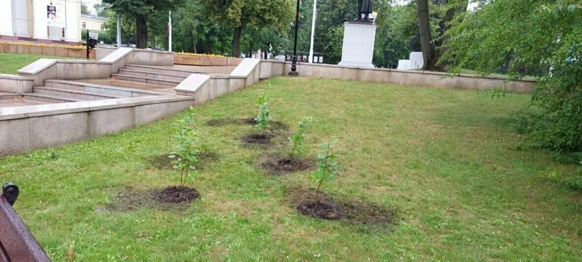 В скверах напротив драмтеатра и у «Матери-России» высадили молодую сирень коллекционных сортов (фото) - Новости Калининграда | Фото: пресс-служба администрации Калининграда