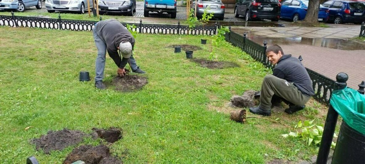 В скверах напротив драмтеатра и у «Матери-России» высадили молодую сирень коллекционных сортов (фото) - Новости Калининграда | Фото: пресс-служба администрации Калининграда