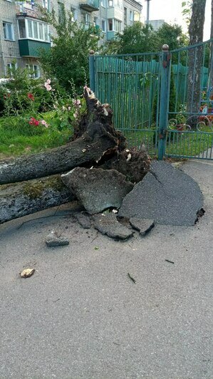 В Калининграде, Советске и под Зеленоградском сильный воскресный ветер повалил деревья (фото) - Новости Калининграда | Фото: телеграм-канал «Погода и метеоявления Калининградской области»