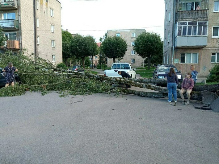 В Калининграде, Советске и под Зеленоградском сильный воскресный ветер повалил деревья (фото) - Новости Калининграда | Фото: телеграм-канал «Погода и метеоявления Калининградской области»