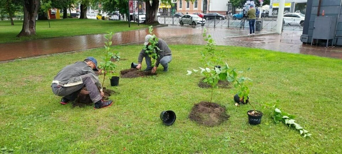 В скверах напротив драмтеатра и у «Матери-России» высадили молодую сирень коллекционных сортов (фото) - Новости Калининграда | Фото: пресс-служба администрации Калининграда