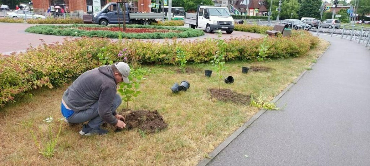 В скверах напротив драмтеатра и у «Матери-России» высадили молодую сирень коллекционных сортов (фото) - Новости Калининграда | Фото: пресс-служба администрации Калининграда