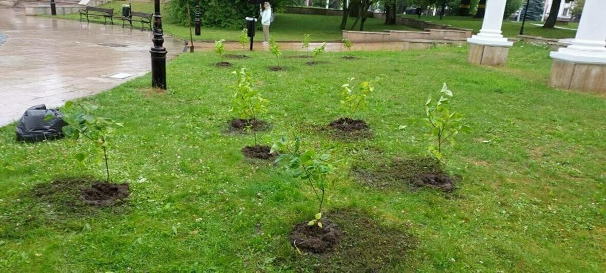 В скверах напротив драмтеатра и у «Матери-России» высадили молодую сирень коллекционных сортов (фото) - Новости Калининграда | Фото: пресс-служба администрации Калининграда