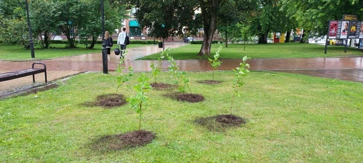 В скверах напротив драмтеатра и у «Матери-России» высадили молодую сирень коллекционных сортов (фото) - Новости Калининграда | Фото: пресс-служба администрации Калининграда