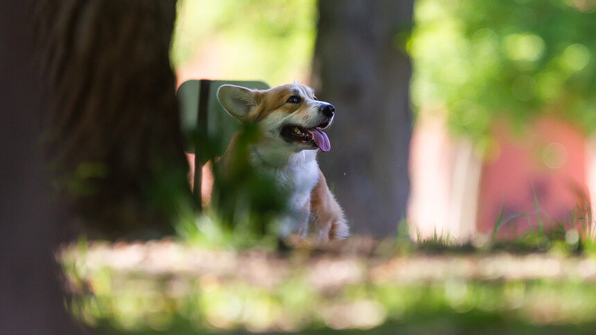 «В зоне выноса тёплых воздушных масс»: калининградские синоптики рассказали о погоде в регионе на среду   - Новости Калининграда | Фото: Александр Подгорчук / «Клопс»