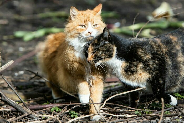 Отпускать ли кота погулять: калининградцы разошлись во мнениях относительно нового запрета - Новости Калининграда | Фото: Александр Подгорчук / Архив «Клопс»