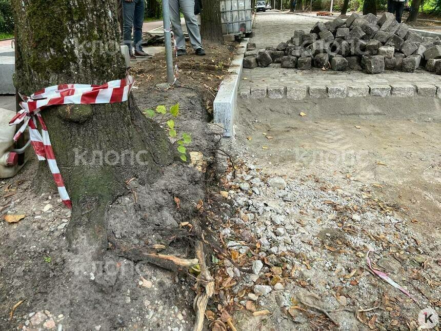 Для завершения ремонта Красной нужно вырубить ещё 21 дерево - Новости Калининграда | Фото: «Клопс»