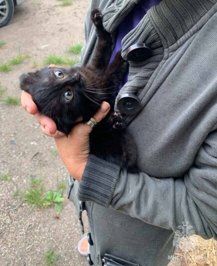 Едва не погиб: в Светлом пожарные спасли котёнка, застрявшего на балконе многоэтажки (фото, видео) - Новости Калининграда | Фото: МЧС региона