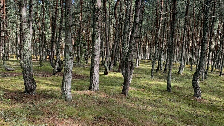 На Куршской косе оштрафовали компанию грибников: 8 мест, где разрешается ходить с корзинкой (карта)  - Новости Калининграда | Фото: архив «Клопс»