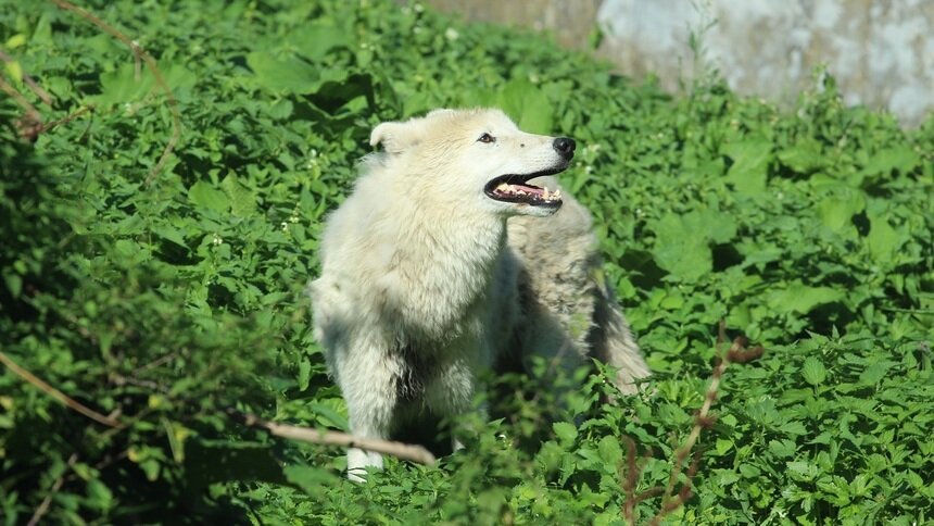 Знакомьтесь, Веста: в Калининградский зоопарк привезли арктическую волчицу (фото) - Новости Калининграда | Фото: пресс-служба Калининградского зоопарка