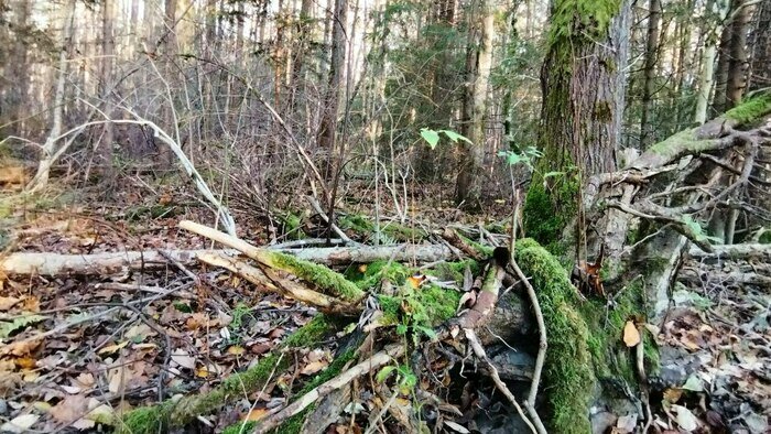 Когда вышли на дорогу, ноги подкосились: калининградка с протезами коленей и её муж сутки блуждали по лесу   - Новости Калининграда | Фото: Ольга Запивалова / «Клопс»