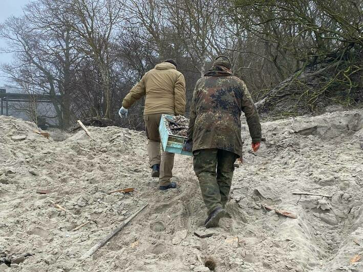 В Лесном на Куршской косе убрали шины, которые десятилетиями лежали на пляже для защиты от штормов (фото) - Новости Калининграда | Фото: пресс-служба нацпарка «Куршская коса»