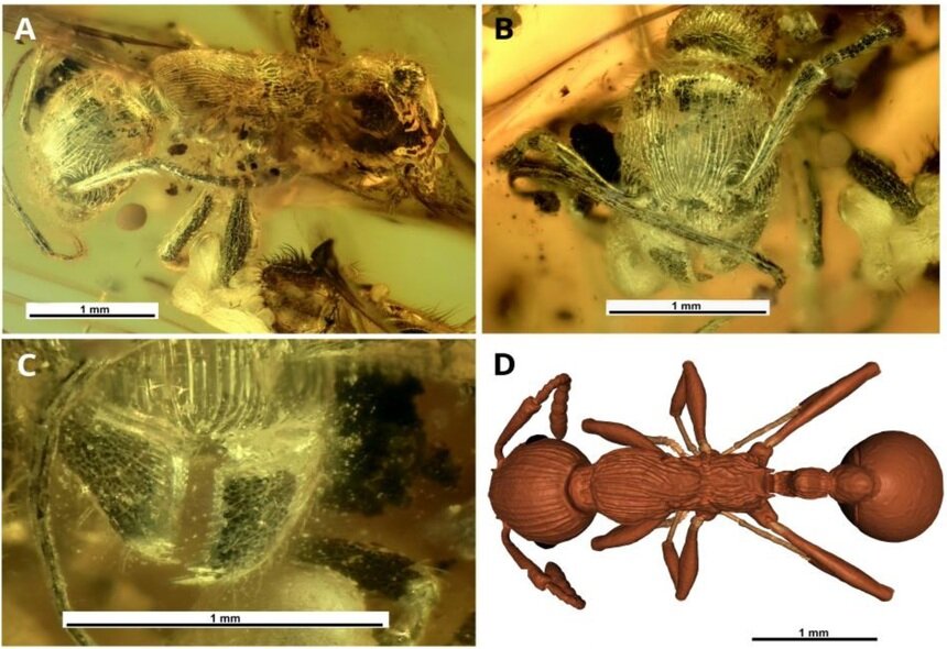 В кусочке калининградского янтаря обнаружили новый вид древних муравьёв возрастом 37 млн лет - Новости Калининграда | Фото: пресс-служба СПбГУ