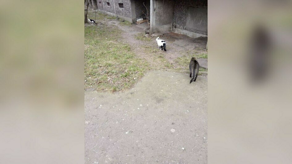 В Калининграде жильцы многоэтажки замуровали бездомных котов в подвале - Новости Калининграда | Фото: Элла Юркова