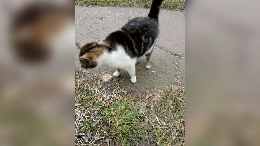 В Калининграде жильцы многоэтажки замуровали бездомных котов в подвале - Новости Калининграда | Фото: Элла Юркова