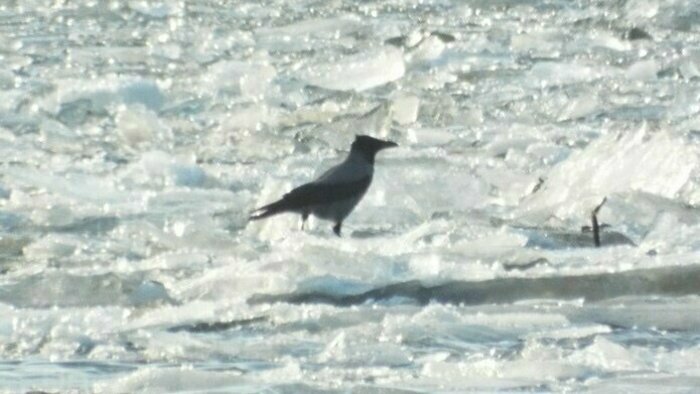Стрельба в Иерусалиме, госпитализация Дроздова и 2 ДТП в Калининграде: 10 событий, которые обсуждали в выходные - Новости Калининграда | Фото: пресс-служба национального парка «Куршская коса»