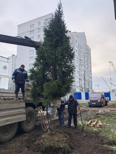 Снести дом, пересадить дерево: что должны сделать власти, чтобы построить мост через Преголю (фото) - Новости Калининграда