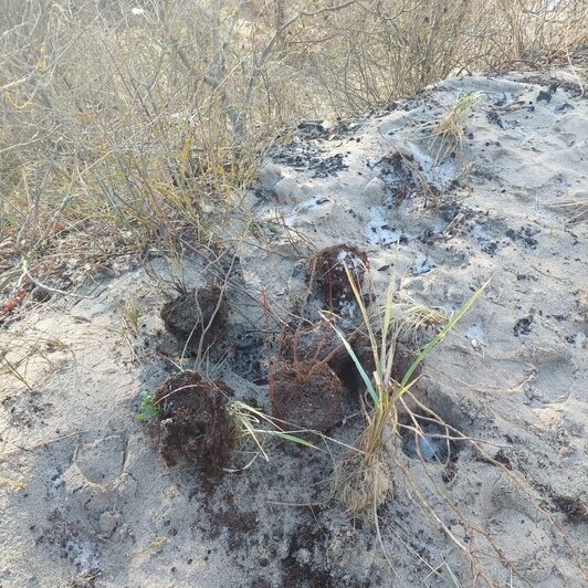 В Зеленоградске вандалы вырвали более 100 растений, укрепляющих дюну (фото) - Новости Калининграда | Фото: газета «Волна»