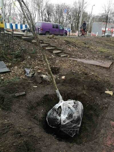 С площадки у дома на Галицкого, который снесут ради строительства моста, выкопали ещё два дерева (фото)  - Новости Калининграда | Фото: Telegram-канал «Парки Калининграда»