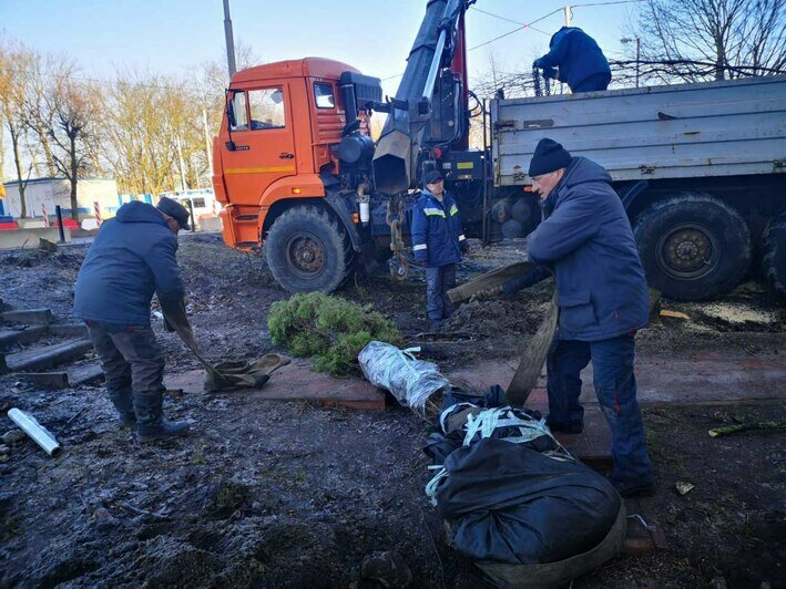 С площадки у дома на Галицкого, который снесут ради строительства моста, выкопали ещё два дерева (фото)  - Новости Калининграда | Фото: Telegram-канал «Парки Калининграда»