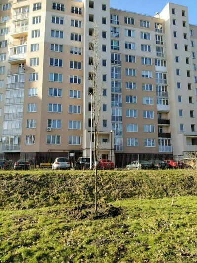С площадки у дома на Галицкого, который снесут ради строительства моста, выкопали ещё два дерева (фото)  - Новости Калининграда | Фото: Telegram-канал «Парки Калининграда»