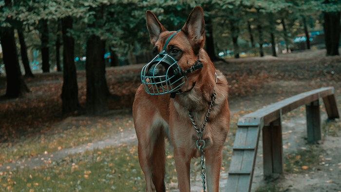 Пёс Гера на фотосессии  | Фото: Елена Ермоченко