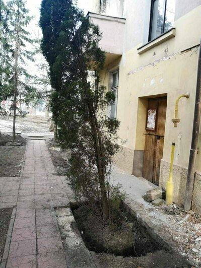 С площадки у дома на Галицкого, который снесут ради строительства моста, выкопали ещё два дерева (фото)  - Новости Калининграда | Фото: Telegram-канал «Парки Калининграда»