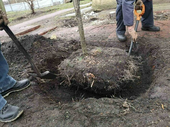 С площадки у дома на Галицкого, который снесут ради строительства моста, выкопали ещё два дерева (фото)  - Новости Калининграда | Фото: Telegram-канал «Парки Калининграда»