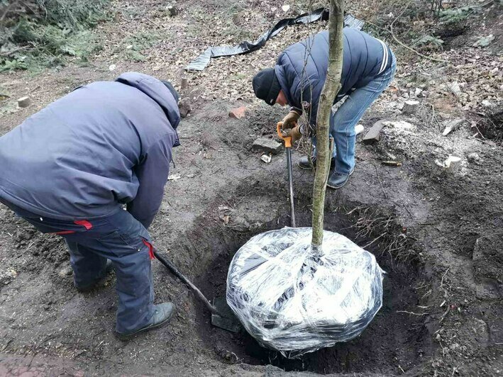 С площадки у дома на Галицкого, который снесут ради строительства моста, выкопали ещё два дерева (фото)  - Новости Калининграда | Фото: Telegram-канал «Парки Калининграда»