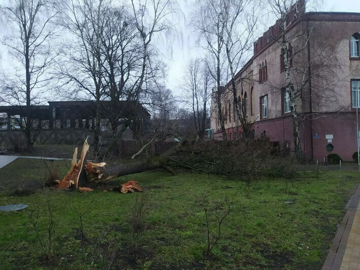 «Убежавшие» мусорки, поваленные деревья и оборванные провода: что в понедельник натворил в Калининграде брат «Ульфа» (фото) - Новости Калининграда | Фото: «Клопс»