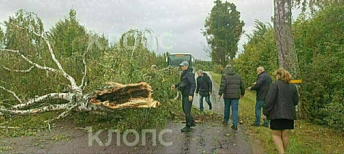 Война в Израиле, афганское землетрясение и смерть старейшего сивуча: 9 событий неспокойных выходных - Новости Калининграда | Фото: очевидец