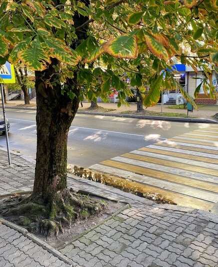 В центре Калининграда сбили школьницу: что не так с этим перекрёстком - Новости Калининграда