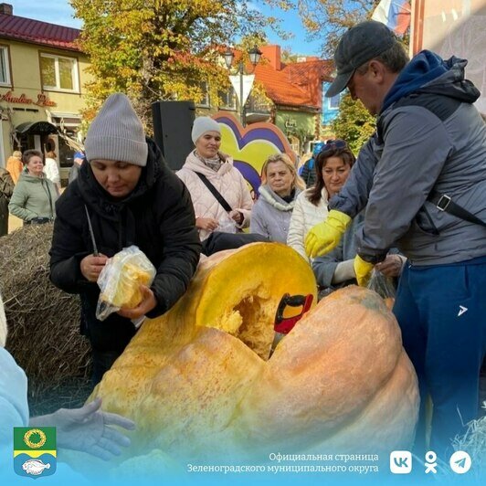 Гигантскую тыкву из Откосово разрезали на кусочки ради денег, которые пойдут на помощь бездомным животным - Новости Калининграда | Фото: пресс-служба администрации Зеленоградского муниципального округа