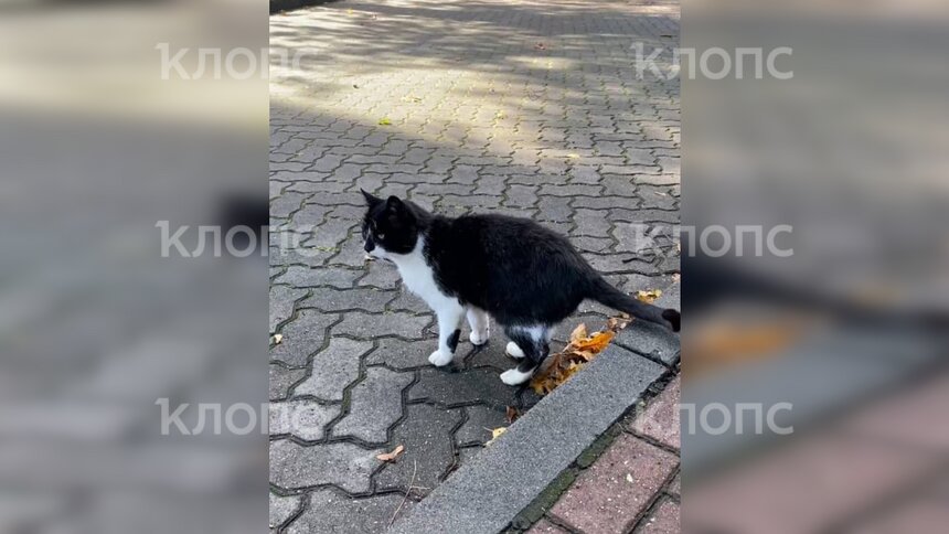 Кот Василий живёт около университета | Фото: Зарина Громыко