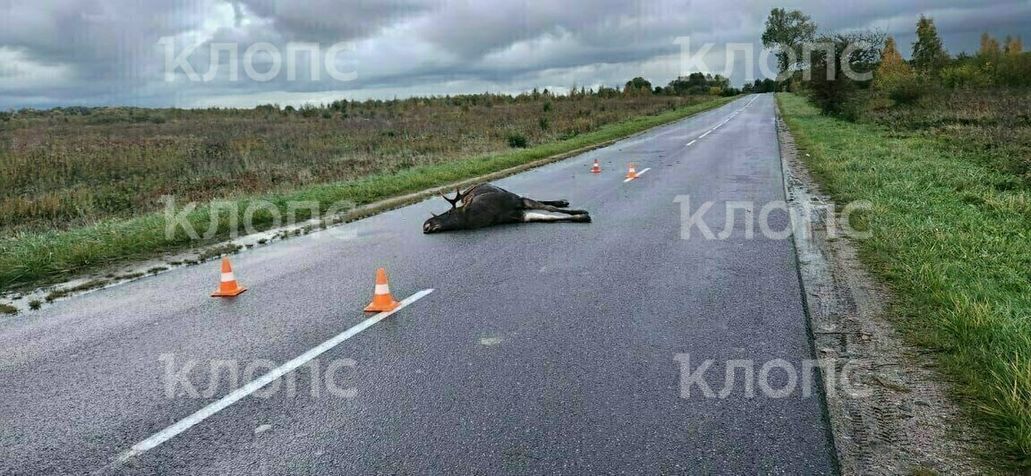 Крышу будто срезало: под Зеленоградском легковушка сбила лося — водитель в больнице, животное погибло (фото) - Новости Калининграда | Фото: очевидец