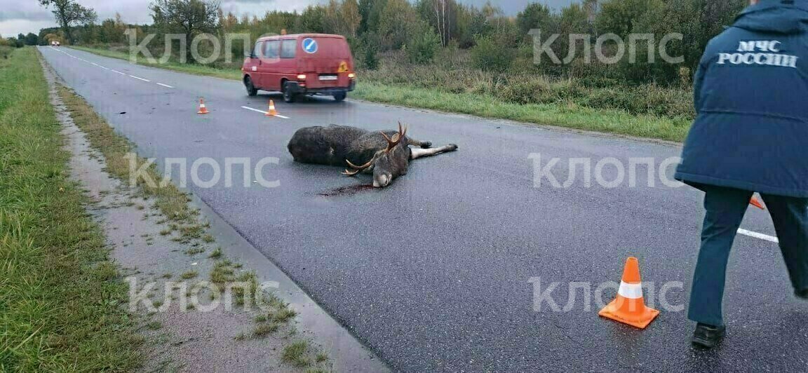 Крышу будто срезало: под Зеленоградском легковушка сбила лося — водитель в больнице, животное погибло (фото) - Новости Калининграда | Фото: очевидец