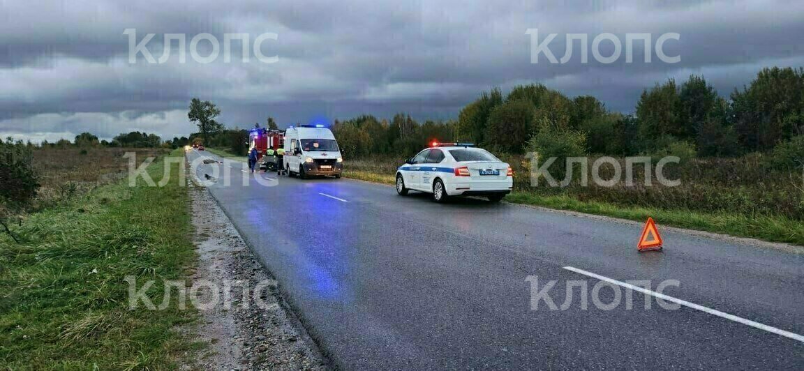 Крышу будто срезало: под Зеленоградском легковушка сбила лося — водитель в больнице, животное погибло (фото) - Новости Калининграда | Фото: очевидец