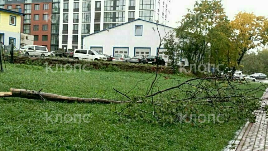 Поваленное ветром дерево у дома на Юрия Гагарина  | Фото: очевидец 