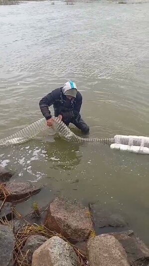 В Куршский залив выпустили 600 тысяч мальков сига (фото)  - Новости Калининграда | Фото: Западно-Балтийское территориальное управление Росрыболовства