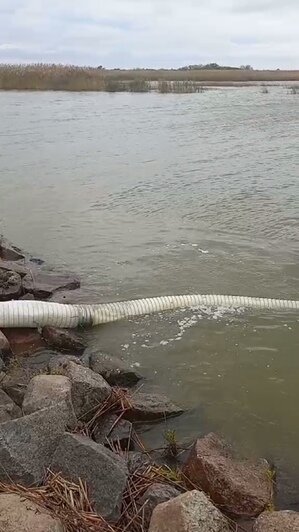 В Куршский залив выпустили 600 тысяч мальков сига (фото)  - Новости Калининграда | Фото: Западно-Балтийское территориальное управление Росрыболовства