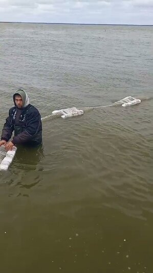 В Куршский залив выпустили 600 тысяч мальков сига (фото)  - Новости Калининграда | Фото: Западно-Балтийское территориальное управление Росрыболовства