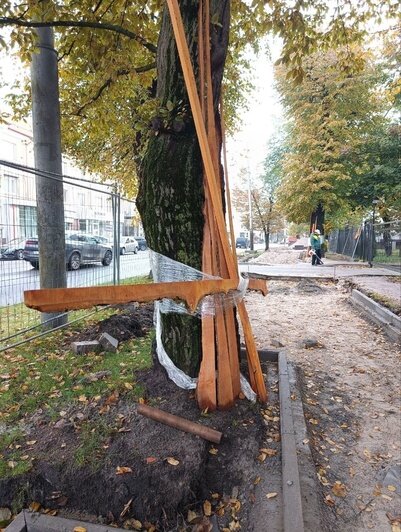 В Калининграде рабочие облепили деревья крестами из досок и пищевой плёнки, «защищая» их от дорожного ремонта (фото) - Новости Калининграда | Фото: очевидцы