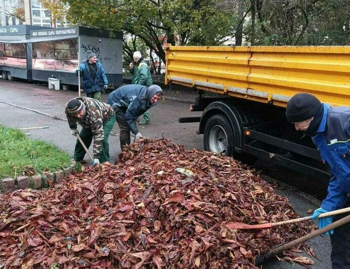 В калининградских парках решили не избавляться от опавшей листвы у корней деревьев, чтобы она подпитывала растения - Новости Калининграда | Фото: телеграм-канал Елены Дятловой