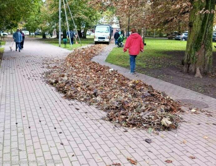 В калининградских парках решили не избавляться от опавшей листвы у корней деревьев, чтобы она подпитывала растения - Новости Калининграда | Фото: телеграм-канал Елены Дятловой